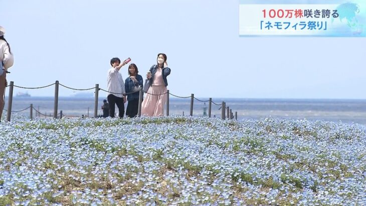 SNSでも話題「ネモフィラ祭り」　ブルーの小さな花100万株が咲き誇る　大阪・舞洲（2023年4月8日）