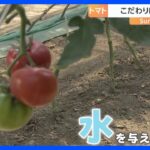 水なしで育てる今が旬のトマト【SUNトピ】｜TBS NEWS DIG