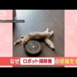 ロボット掃除機vs“通せんぼ” ネコちゃん　行く手を阻む“全力ゴローン”(2023年4月11日)