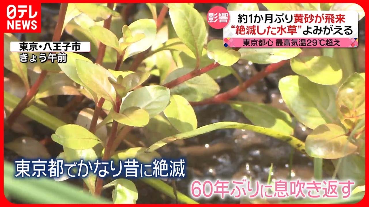 【きょうの1日】広い範囲に「黄砂」が飛来  八王子市の池で“絶滅した水草”よみがえる
