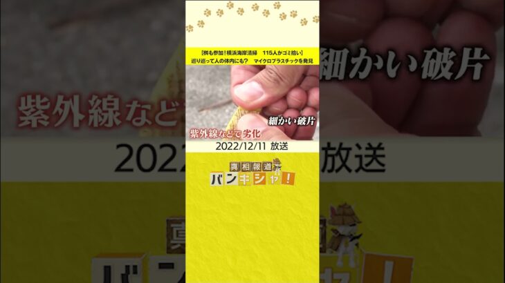 【桝も参加！横浜海岸清掃　115人がゴミ拾い】巡り巡って人の体内にも？　マイクロプラスチックを発見