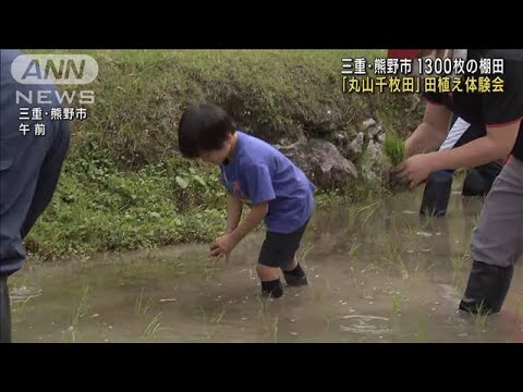 1300枚の棚田「丸山千枚田」で田植え体験会　三重・熊野市(2023年5月20日)