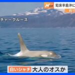 知床半島沖に白いシャチ出現　15頭ほどの群れの中に　北海道　知床・羅臼沖｜TBS NEWS DIG