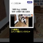 体重18kgの保護猫　“世界一の特徴”で飼い主即決…飼い主と一緒に減量作戦  #Shorts