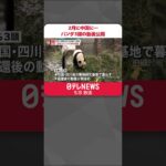 【初公開】2月に和歌山から中国に…「永明」らパンダ3頭の動画 #shorts