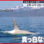 【2年ぶりに白いシャチ目撃】北海道・知床半島沖