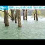 雪解け水と新緑の絶景「白川湖の水没林」(2023年5月2日)