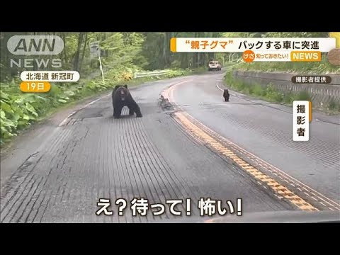 “親子グマ”バックする車に突進(2023年5月22日)