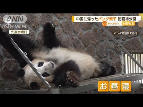 中国に帰った“パンダ親子”　動画初公開(2023年5月8日)