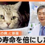 “余命2週間”の「猫」が1年以上生き続けた？“1分1秒でも長くいたい”飼い主の願いを叶える治療薬開発の裏側【ゲキ推しさん】｜TBS NEWS DIG