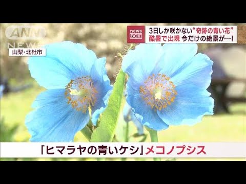 酷暑で出現　今だけの絶景が…！　3日しか咲かない“奇跡の青い花”(2023年5月26日)