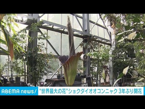 “世界最大の花”ショクダイオオコンニャクが3年ぶり開花　高さは約2．5メートル(2023年5月27日)