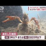 アメリカザリガニ 生態系影響で駆除　野に放つと300万円以下の罰金も(2023年5月28日)