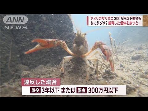 アメリカザリガニ 生態系影響で駆除　野に放つと300万円以下の罰金も(2023年5月28日)