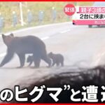 【“ヒグマ”3頭】運転中に遭遇…親子か  専門家「子グマを守る時期、刺激しないで…」  北海道