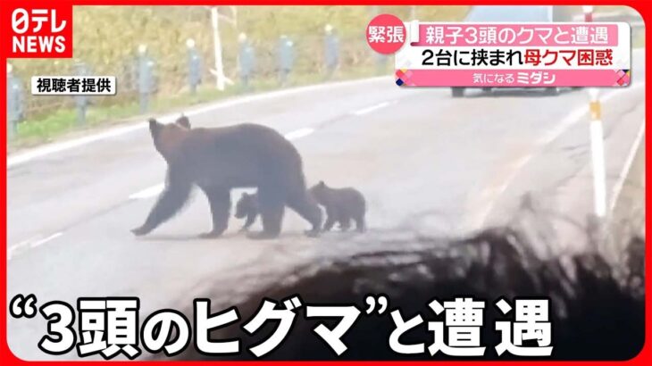 【“ヒグマ”3頭】運転中に遭遇…親子か  専門家「子グマを守る時期、刺激しないで…」  北海道