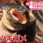 【カミツキガメ】今年度初めて回収したワナに“3匹”　千葉・佐倉市