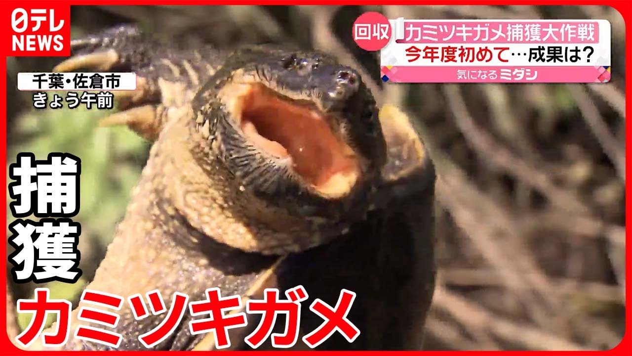 【カミツキガメ】今年度初めて回収したワナに“3匹”　千葉・佐倉市