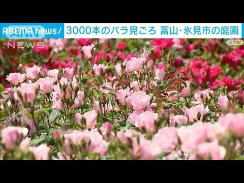 バラ3000本が鮮やかに咲き誇り…富山・氷見市の庭園で見ごろ迎える(2023年5月22日)