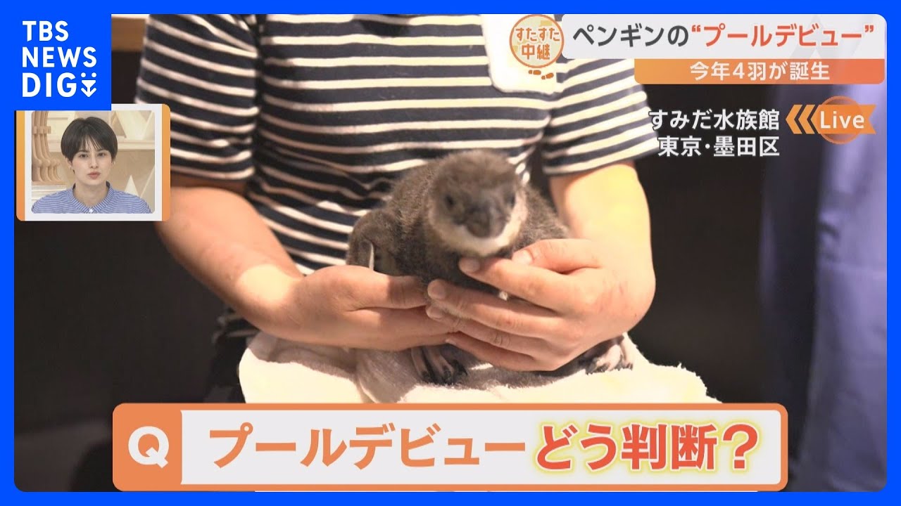 すみだ水族館で今年4羽ペンギンの赤ちゃんが誕生！“プールデビュー”に向け奮闘中【すたすた中継】｜TBS&nbsp;NEWS&nbsp;DIG
