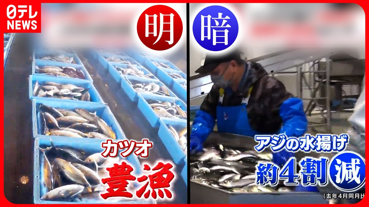 【旬の魚に明暗】「アジ」水揚げ“4割減”…漁師町の食堂もピンチ『気になる！』