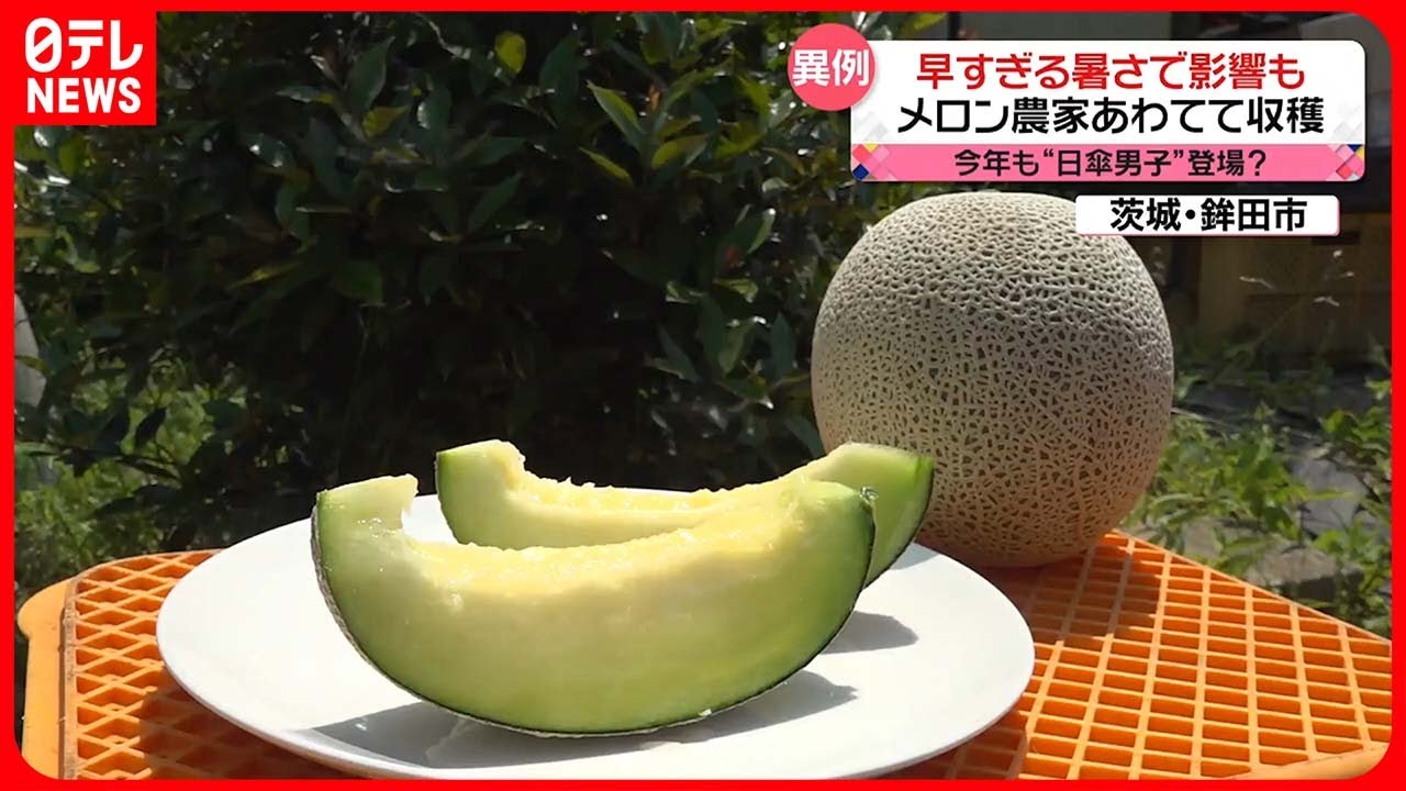 【5月なのに…】「真夏日」続出 早すぎる暑さで影響も メロン農家は慌てて収穫