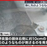 【事件】胴体に“矢”が刺さった猫を保護  埼玉・熊谷市