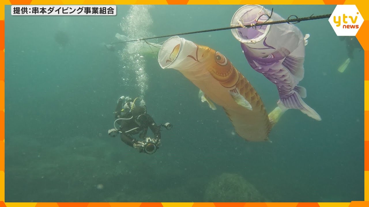 こどもの日を前に、海中に“鯉のぼり”　ほかにカツオやマグロののぼりも　和歌山県串本町