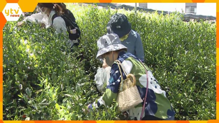 京都・宇治市で茶摘み体験　きょうは立春から８８日目の「八十八夜」