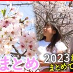 【桜】今年見逃したあなたへ！愛媛県内の絶景をまとめてお届け　NNNセレクション