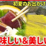 【行楽】カツオ！菜の花！温泉！愛媛のお出かけスポット　NNNセレクション