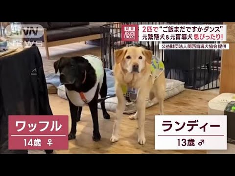 「ご飯まだかな～ご飯まだですか～」息ぴったり!ダンスを踊る元繁殖犬＆元盲導犬(2023年5月3日)