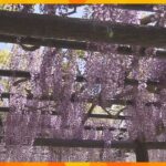 兵庫・朝来市で藤の花が見ごろ　白井大町藤公園　総延長５００メートルの藤棚は西日本屈指の規模
