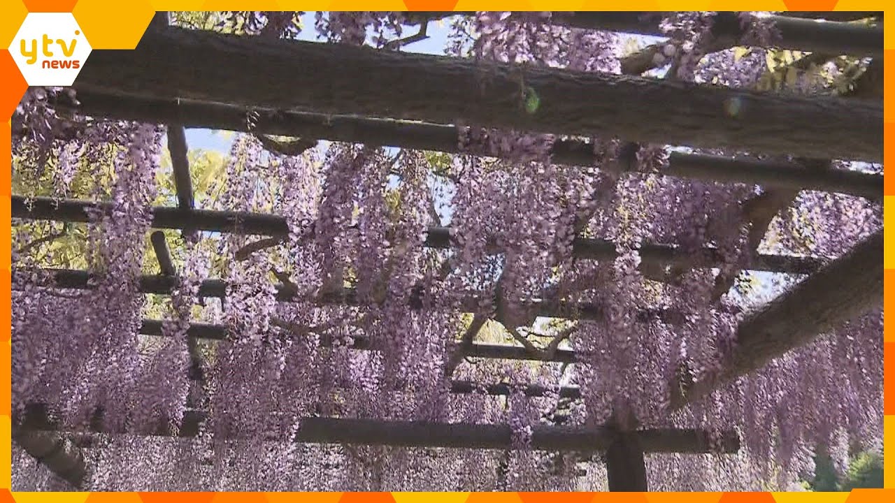 兵庫・朝来市で藤の花が見ごろ　白井大町藤公園　総延長５００メートルの藤棚は西日本屈指の規模