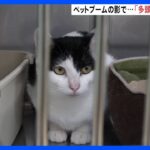 【現場から、】ペットブームの陰で起きる“多頭飼育崩壊”　引き取りボランティアは「このままでは私が崩壊します…」｜TBS NEWS DIG