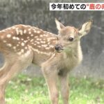 今年初めての「鹿の赤ちゃん」報道陣に公開　５～７月はベビーシーズン　奈良公園（2023年5月5日）