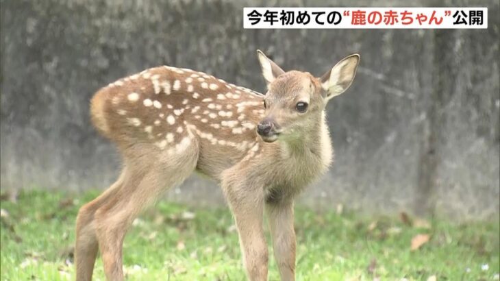 今年初めての「鹿の赤ちゃん」報道陣に公開　５～７月はベビーシーズン　奈良公園（2023年5月5日）