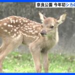 奈良公園　今年はじめて生まれたシカの赤ちゃん公開　7月にかけ約200頭が生まれるベビーラッシュ｜TBS NEWS DIG