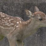 多くのカメラに少しビックリ！奈良公園でことし生まれたシカの赤ちゃん　報道公開