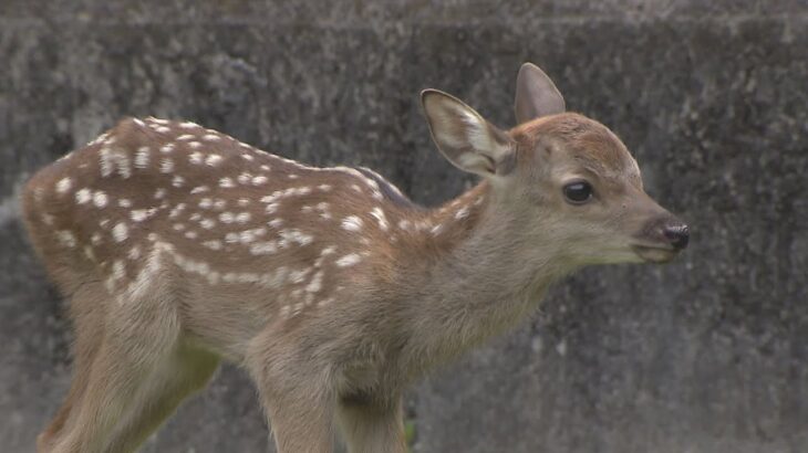多くのカメラに少しビックリ！奈良公園でことし生まれたシカの赤ちゃん　報道公開