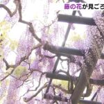 優しい花のカーテン　『藤の花』が見ごろ　兵庫・朝来市「白井大町藤公園」（2023年5月7日）