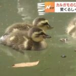 今年は１１羽誕生　神社の池にカルガモの親子　心を和ませる愛くるしい「ひな」たち（2023年5月7日）