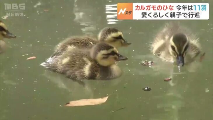 今年は１１羽誕生　神社の池にカルガモの親子　心を和ませる愛くるしい「ひな」たち（2023年5月7日）