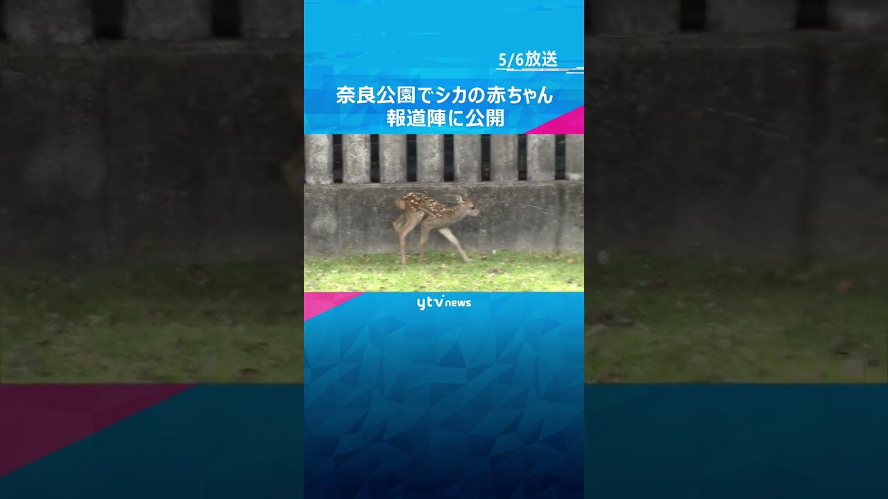 多くのカメラに少しビックリ！奈良公園でことし生まれたシカの赤ちゃん　報道陣に公開#shorts #読売テレビニュース