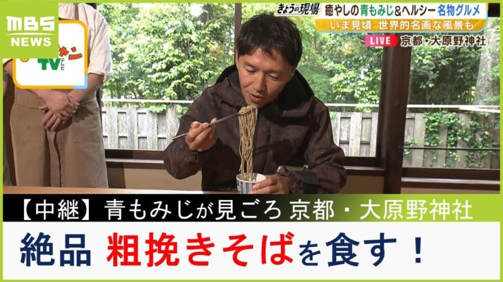 【中継】癒やしの「青もみじ」が見ごろ『大原野神社』　名物「よもぎ団子」や「粗挽きそば」を食す！（2023年5月8日）