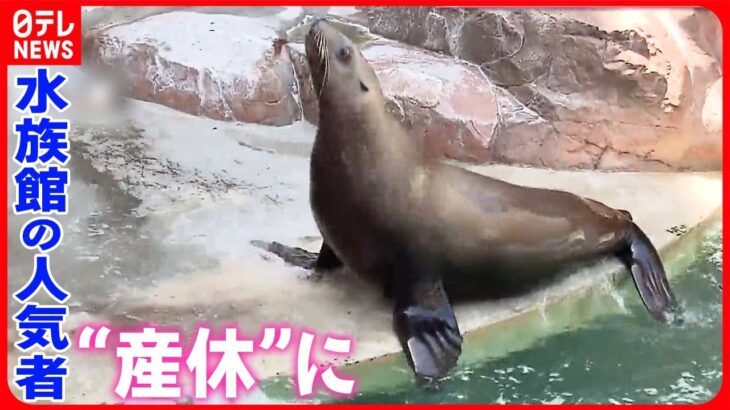 【「天才トド」が“産休”に】人の言葉聞き分けるパフォーマンスで水族館の人気者