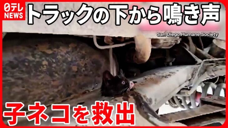 【救出劇】トラックの金属板の穴に子ネコが…  アメリカ・サンディエゴ