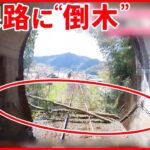 【危険】トンネルを抜けると…線路に“倒木”  人が切った跡？  徳島・海陽町