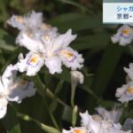 森の中で群生『シャガ』の花が見ごろ　京都・綾部市「老富地区」（2023年5月13日）