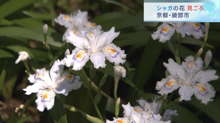 森の中で群生『シャガ』の花が見ごろ　京都・綾部市「老富地区」（2023年5月13日）